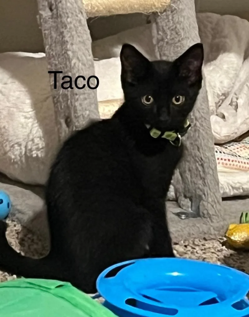 Taco thumbnail 2