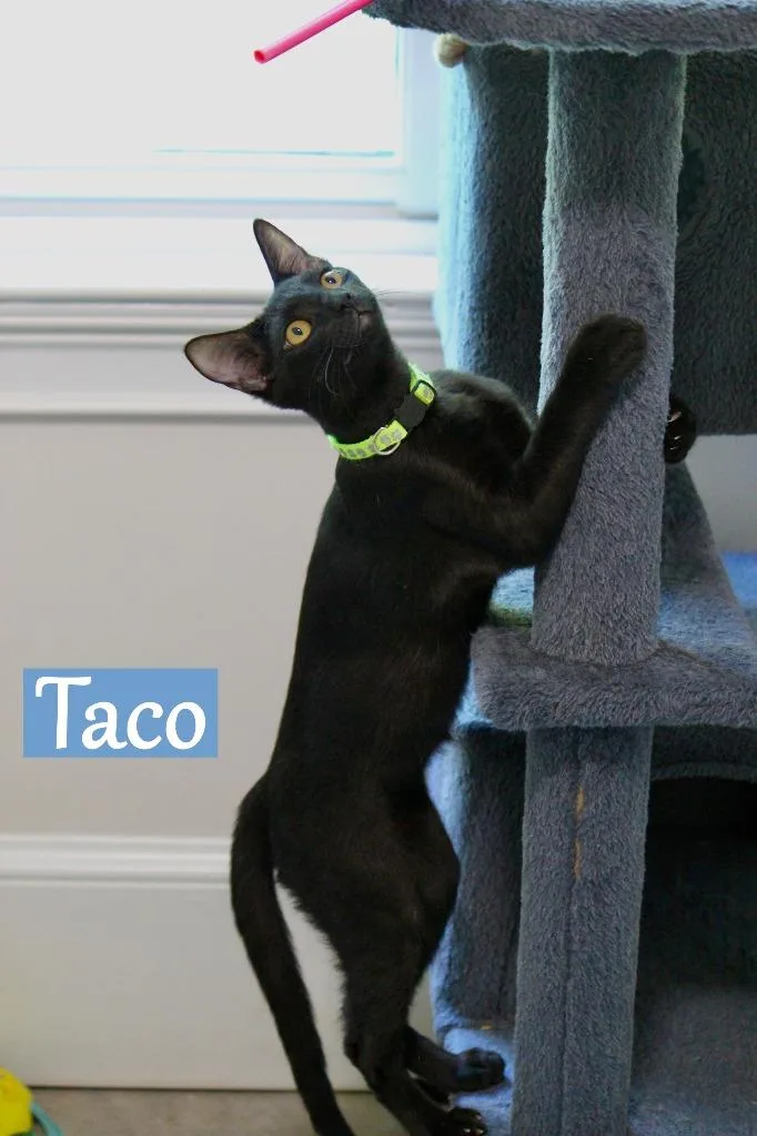 Taco thumbnail 6