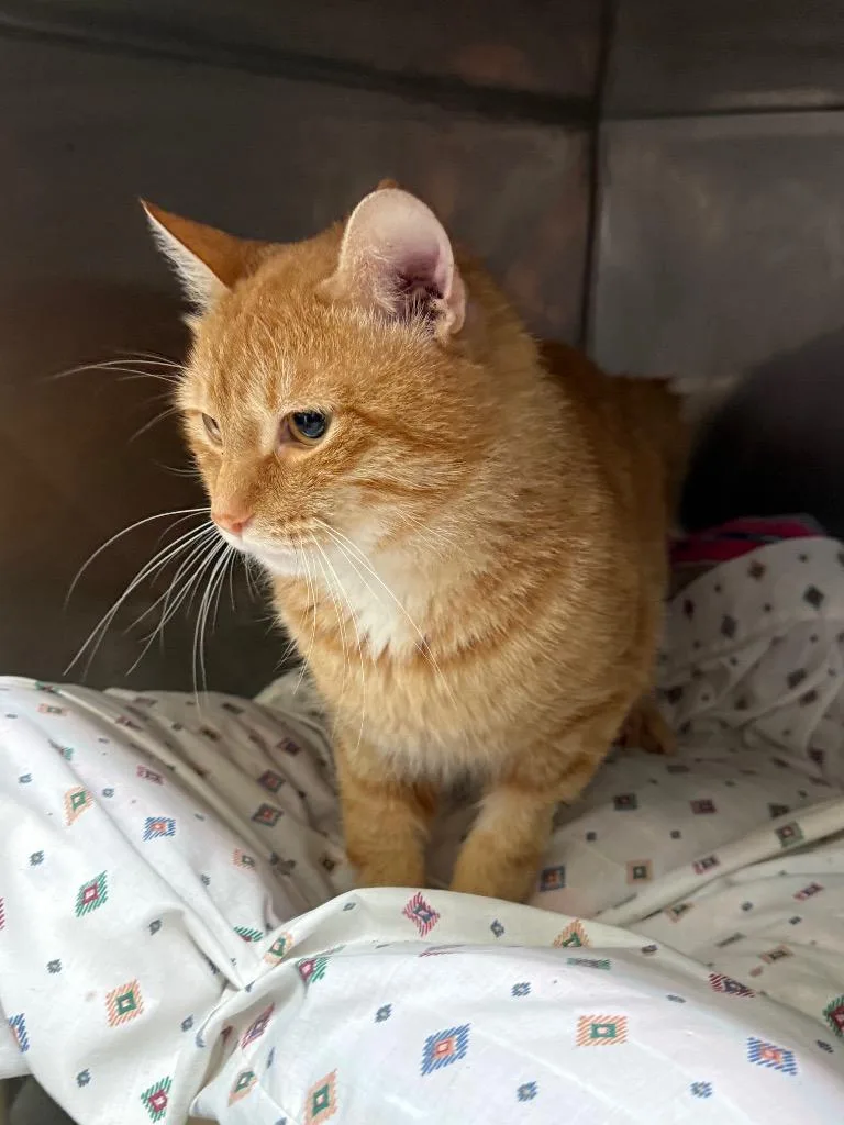 A young large-sized male Domestic Short Hair cat named Justice for adoption in Syracuse, IN