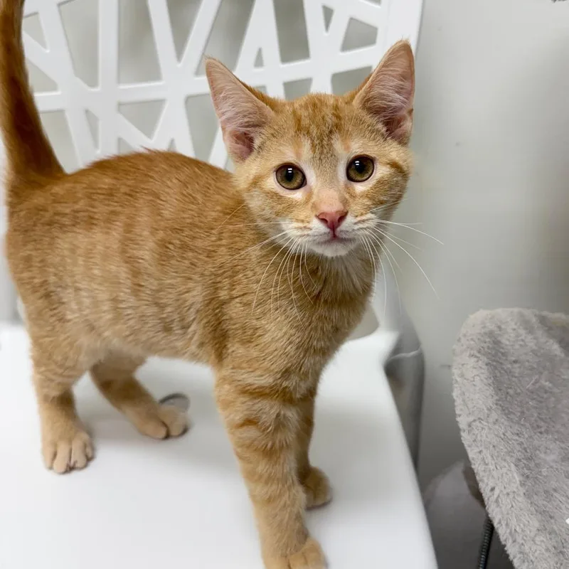 A baby small-sized male Domestic Short Hair cat named Hardy for adoption in Cumming, GA