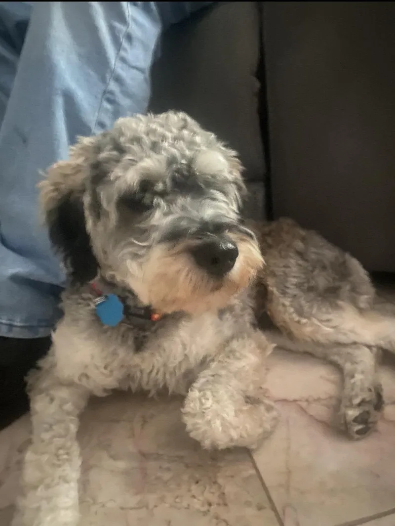 A young small-sized male Miniature Schnauzer dog named Rocky for adoption in Las Vegas, NV