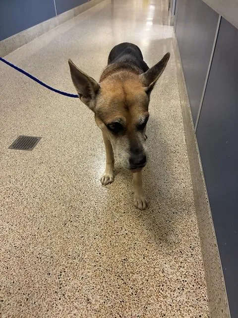 An adult large-sized male German Shepherd Dog dog named Larry for adoption in Miami, FL