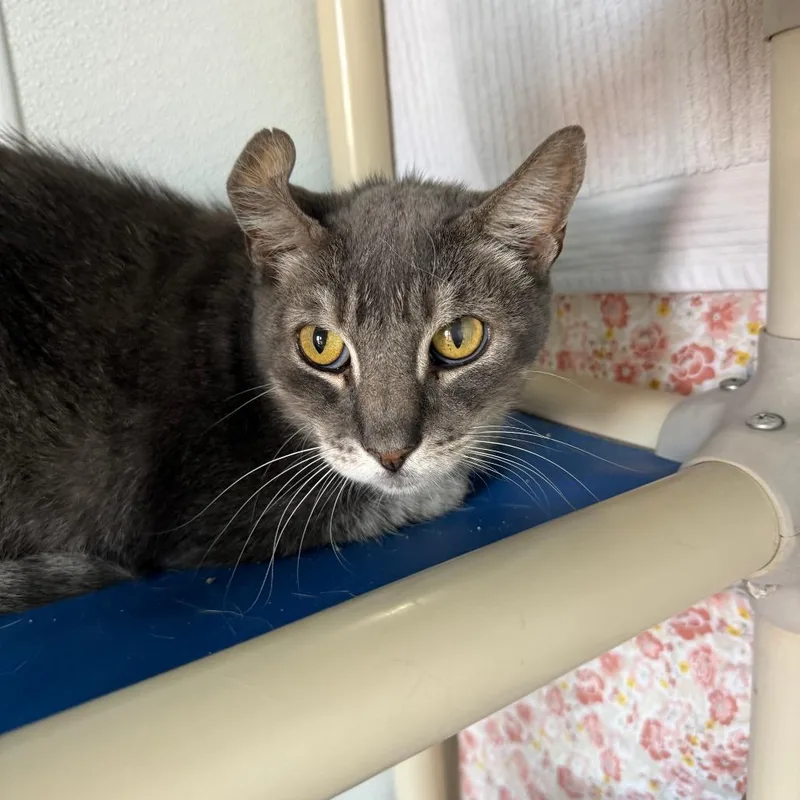 An adult small-sized male Gray / Blue / Silver Domestic Short Hair cat named Krinkles for adoption in Casa Grande, AZ