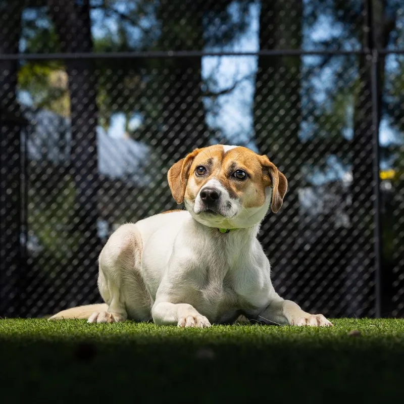 A young small-sized female White / Cream Mixed Breed dog named Brandy for adoption in Jupiter, FL