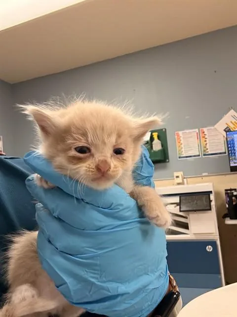 A baby small-sized female Domestic Short Hair cat named Velma for adoption in Riverside, CA