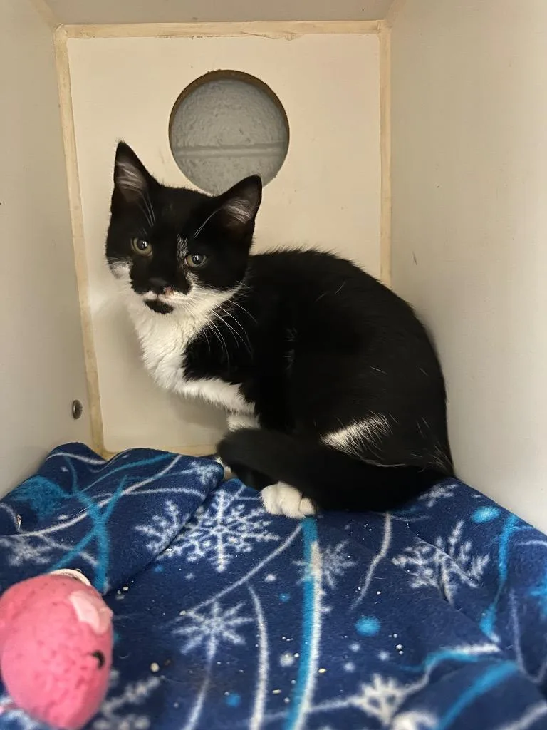 A baby small-sized female Domestic Short Hair cat named Orla for adoption in Johnson City, TN
