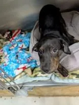 A young medium-sized male Brindle Mixed Breed dog named Davidson for adoption in Manitowoc, WI