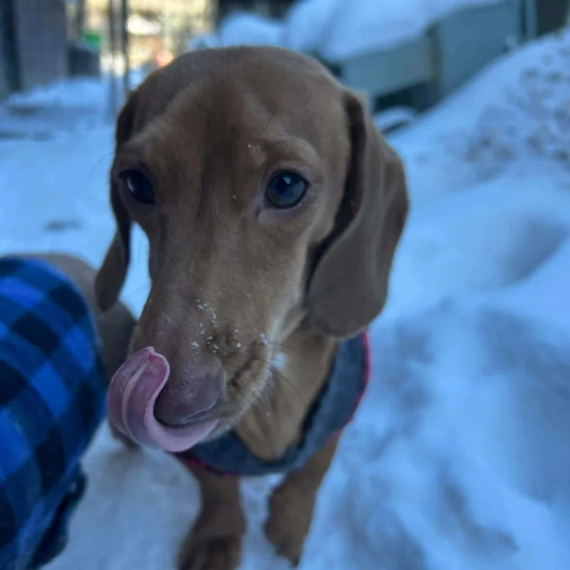 An adult small-sized male White / Cream Miniature Dachshund dog named Charlie for adoption in Union City, PA