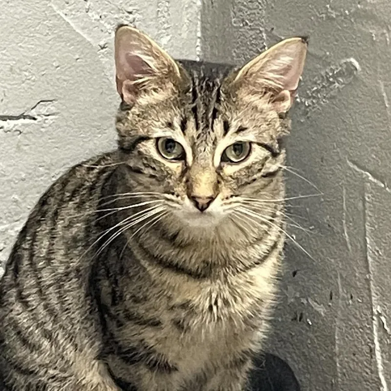 A young medium-sized male Brown / Chocolate Domestic Short Hair cat named Argo for adoption in Mount Juliet, TN