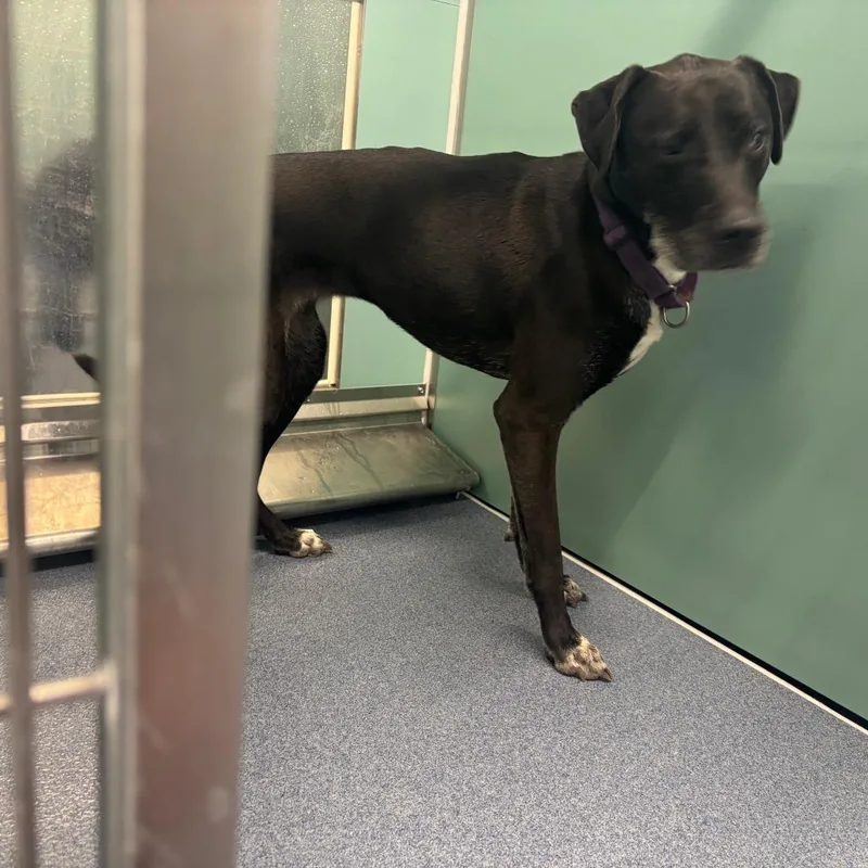An adult medium-sized female Black Hound dog named Raven for adoption in St Joseph, MO