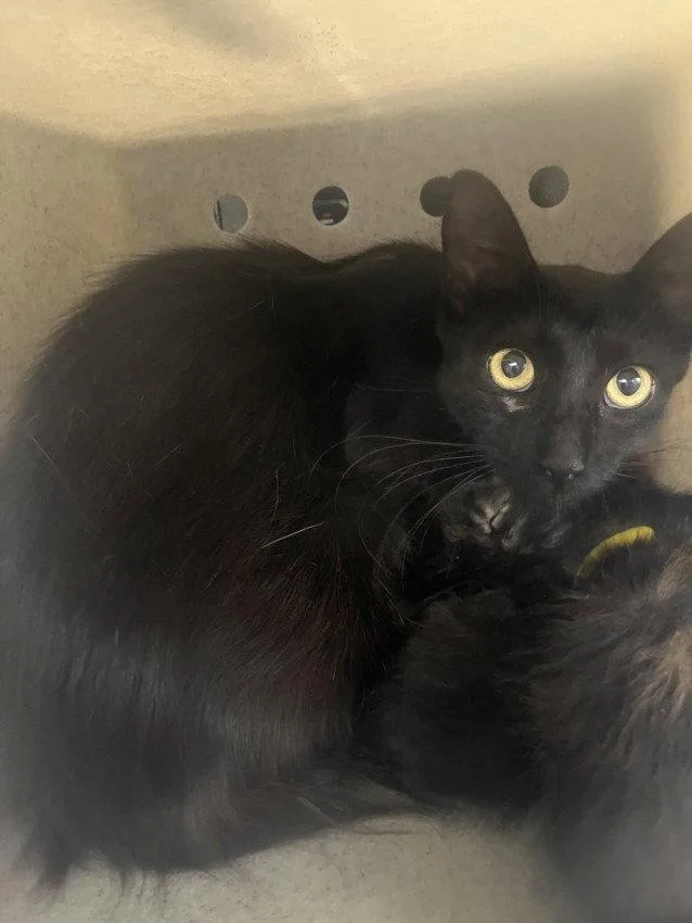 An adult medium-sized female Domestic Short Hair cat named A for adoption in Woodland, CA