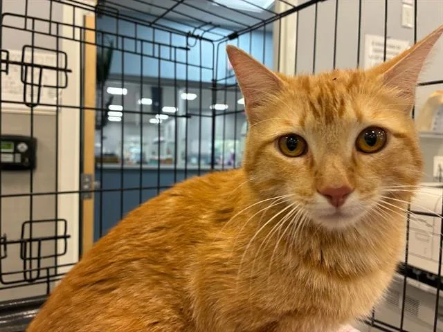 An adult large-sized male Domestic Short Hair cat named A for adoption in Palmetto, FL