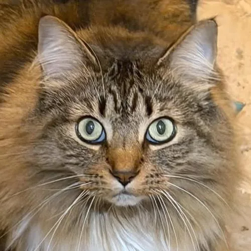 An adult medium-sized female Domestic Long Hair cat named Pesto for adoption in Crystal Lake, IL