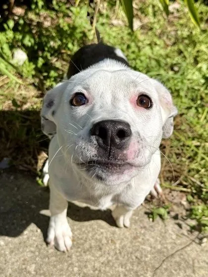 A baby medium-sized male Pit Bull Terrier dog named Orca for adoption in New Orleans, LA