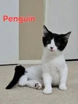 Penguin