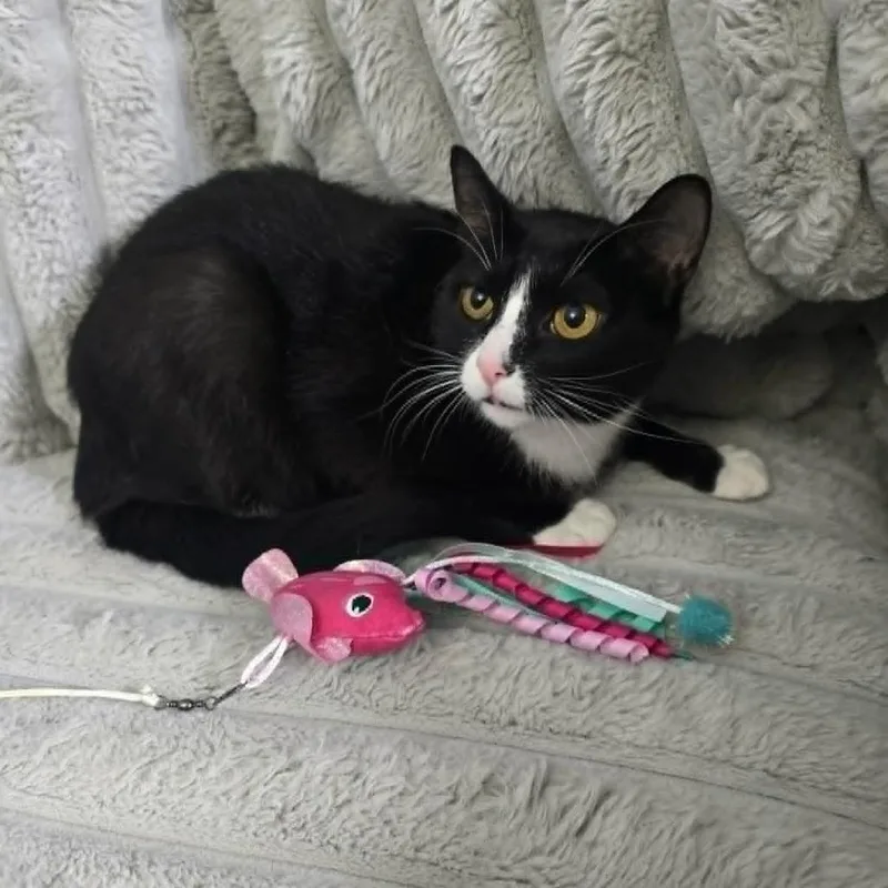 An adult medium-sized female Black Domestic Short Hair cat named Orca for adoption in Jarrettsville, MD