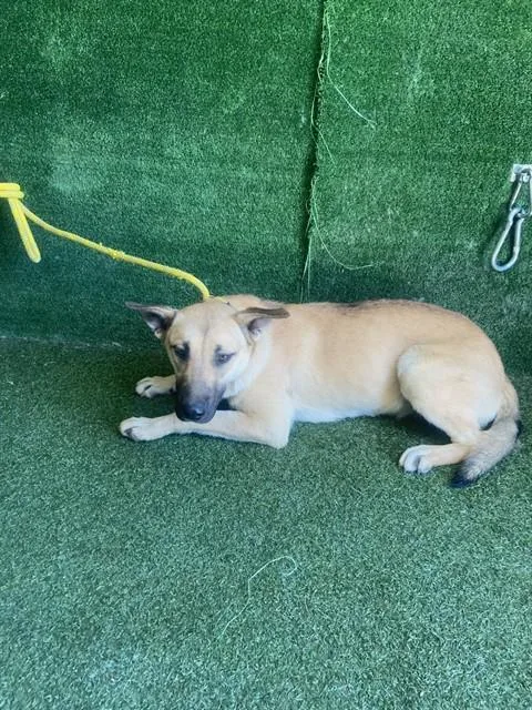 A young medium-sized female German Shepherd Dog dog named Nyra for adoption in Lancaster, CA