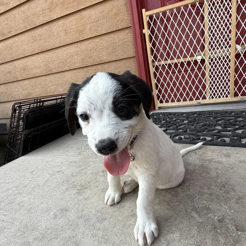 A baby small-sized female White / Cream German Shepherd Dog dog named Finch for adoption in Lander, WY