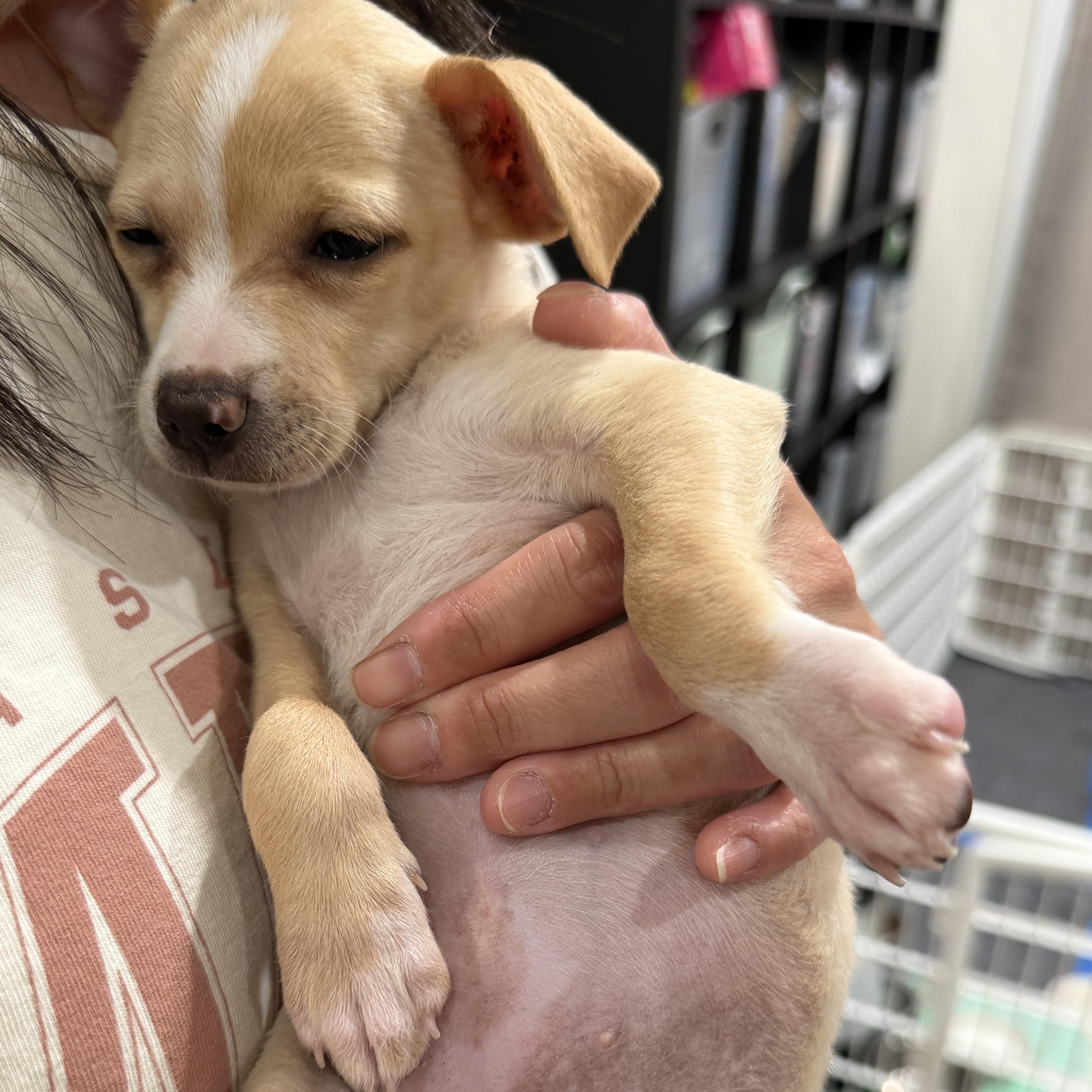 A baby small-sized female Apricot / Beige Chihuahua dog named Crep for adoption in Seal Beach, CA