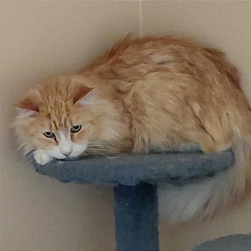 Sam