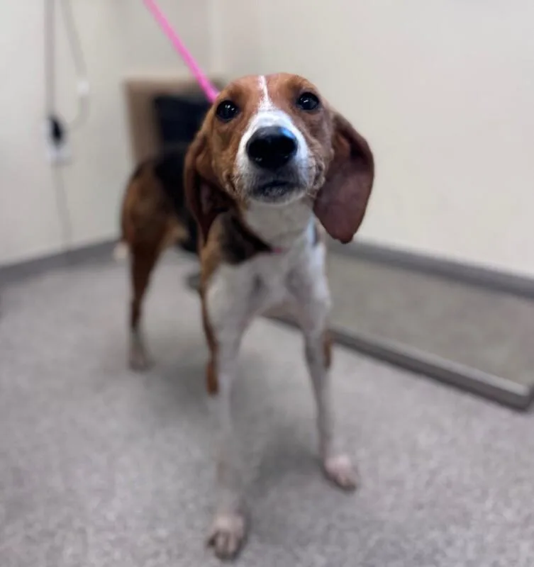 An adult medium-sized female White / Cream Hound dog named Cardinal for adoption in Disputanta, VA