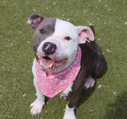 Miss Piggy thumbnail 2