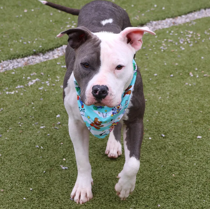 Miss Piggy thumbnail 3