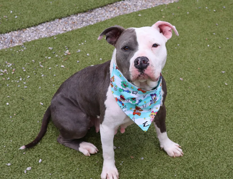 An adult large-sized female Mixed Breed dog named Miss Piggy for adoption in Athens, GA