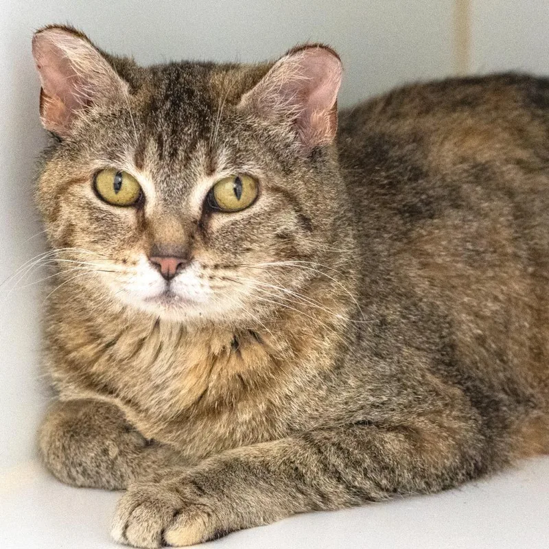 An adult medium-sized female Tabby (Brown / Chocolate) Domestic Short Hair cat named Sofa for adoption in Pontiac, MI