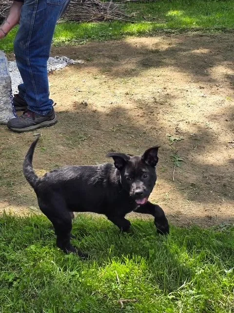 A baby medium-sized male Black Chow Chow dog named Porter for adoption in Brunswick, ME