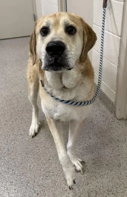 An adult large-sized male Anatolian Shepherd dog named Joe for adoption in Fishers, IN