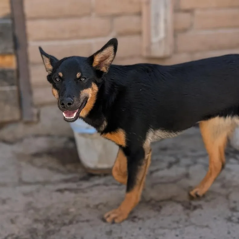 A young medium-sized female Black Shepherd dog named Peeps for adoption in Grand Junction, CO