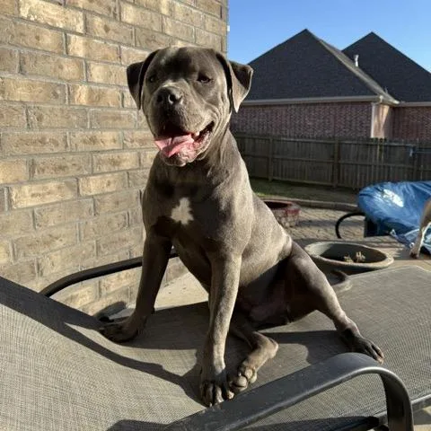 Diesel