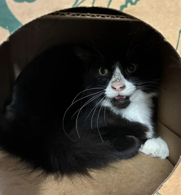 A young medium-sized male Domestic Medium Hair cat named Tuck for adoption in Olivette, MO