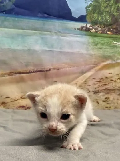 A baby small-sized male Domestic Short Hair cat named Bacon for adoption in San Antonio, TX