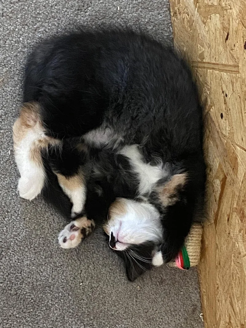 Rosie