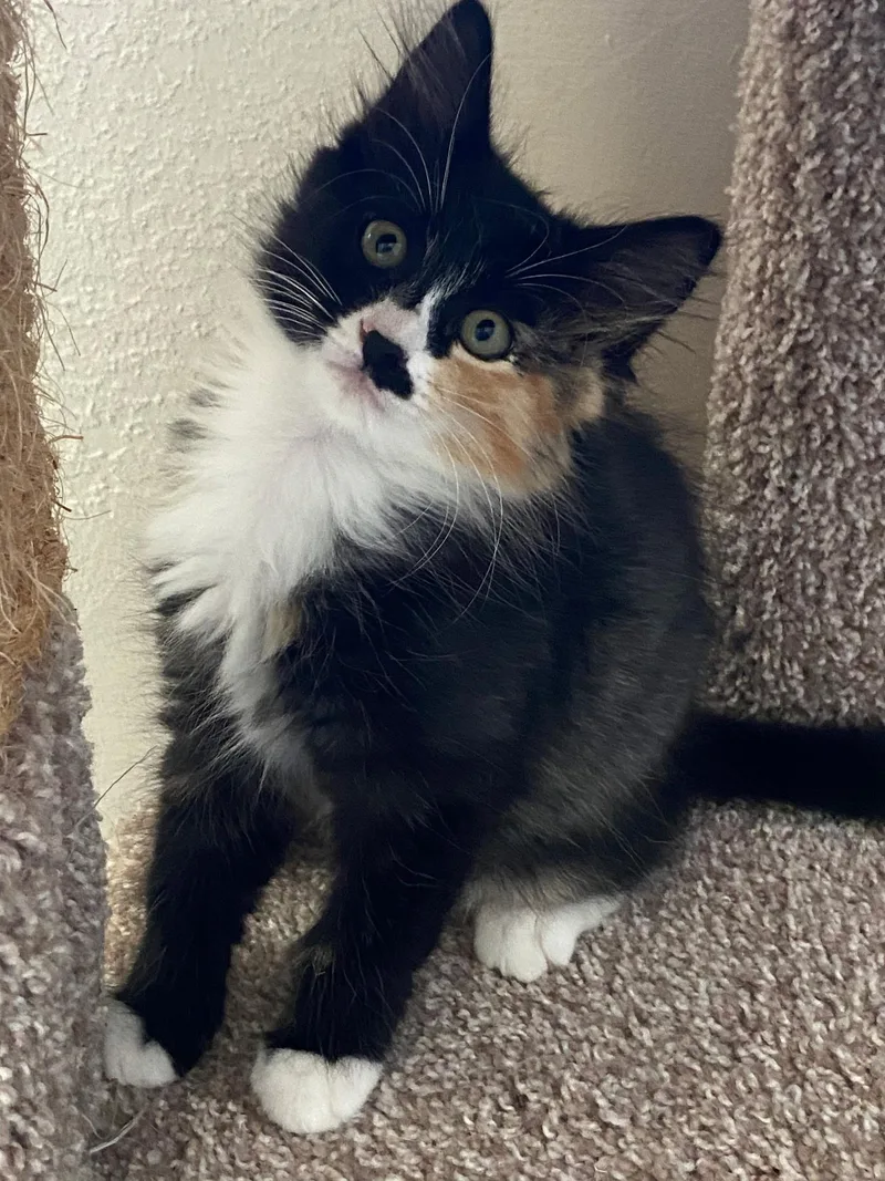 Rosie thumbnail 3