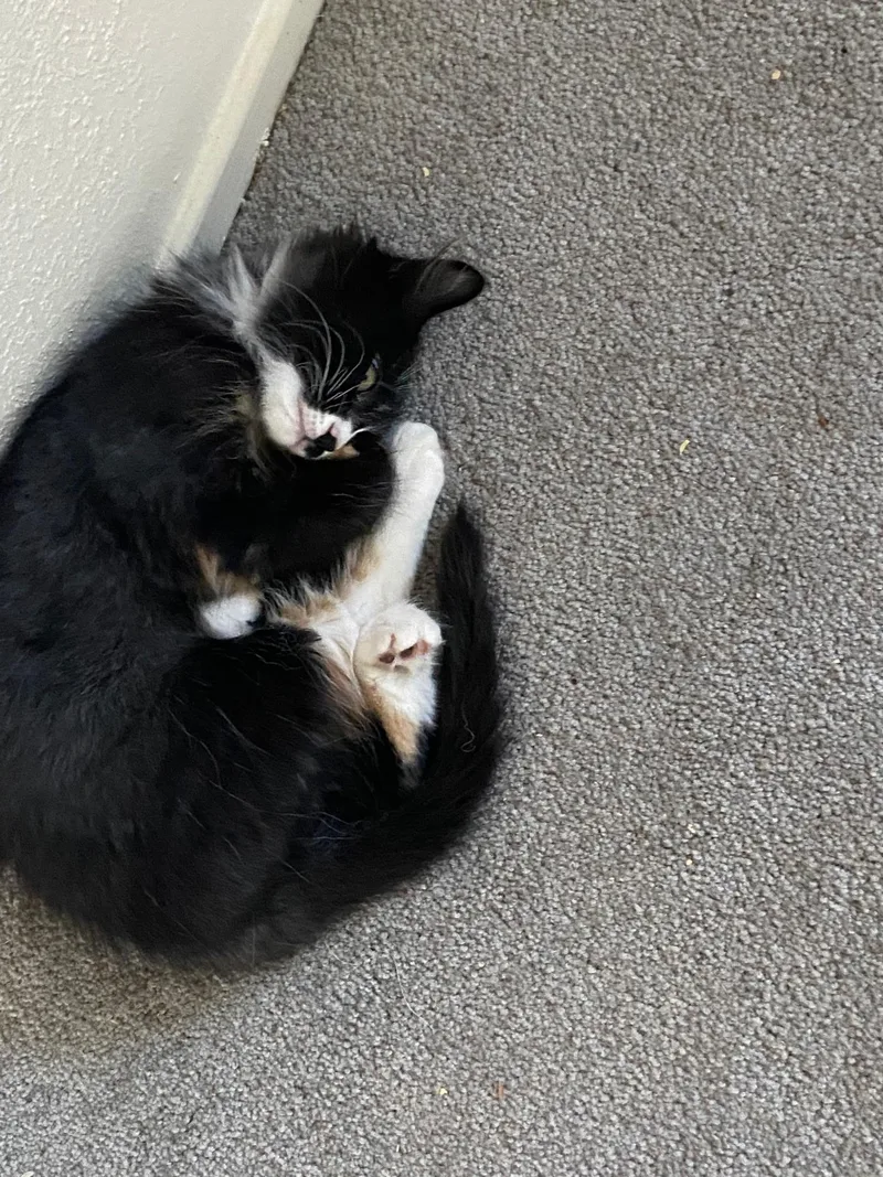 Rosie thumbnail 4