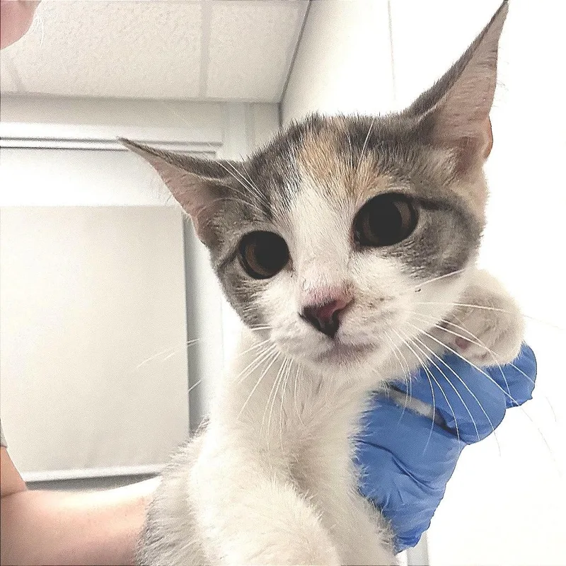 A baby small-sized female Calico Domestic Short Hair cat named Mary for adoption in Concord, NC