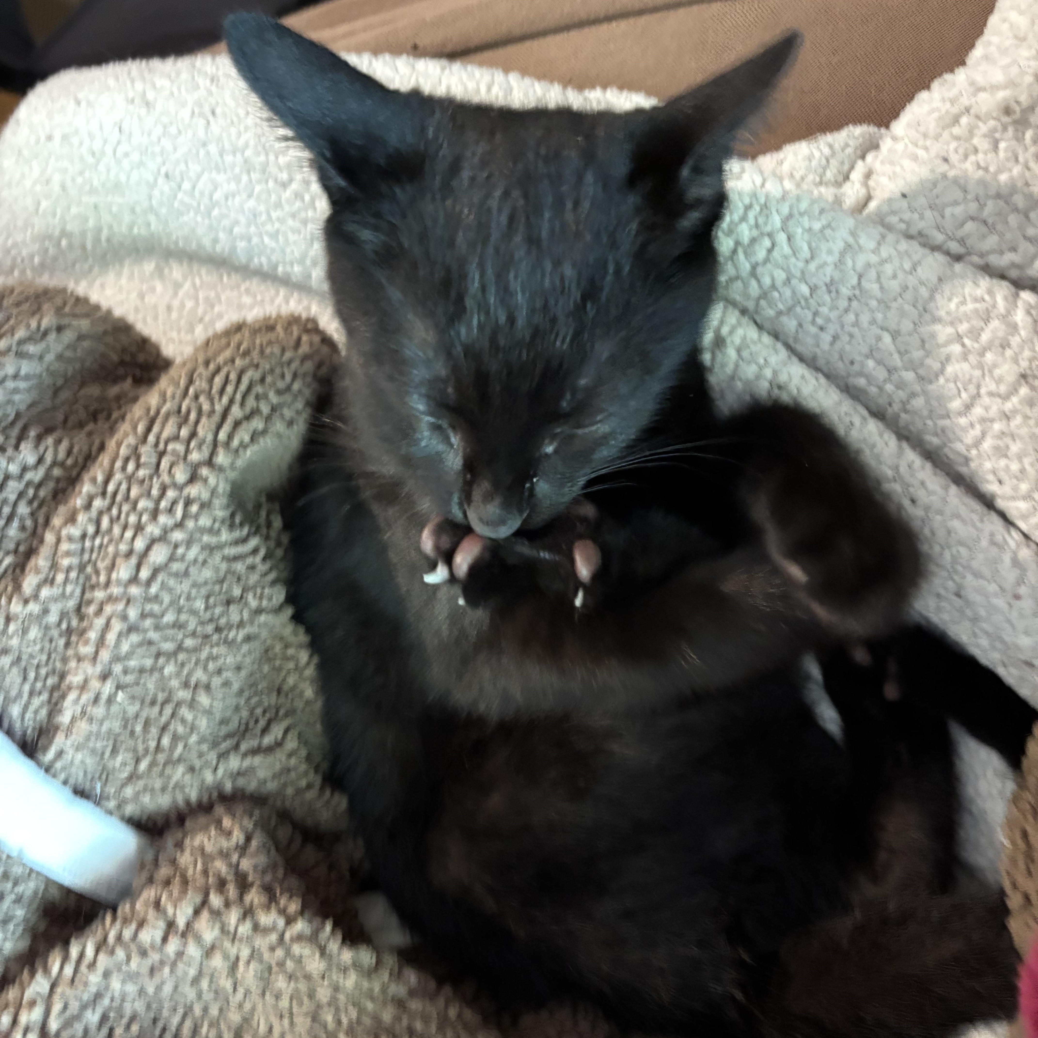 A baby small-sized female Black Domestic Short Hair cat named Raven for adoption in Miami, FL
