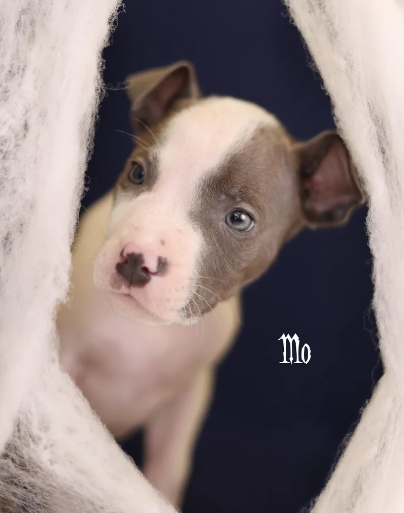 A baby medium-sized male White / Cream Terrier dog named Moe for adoption in Whitestown, IN