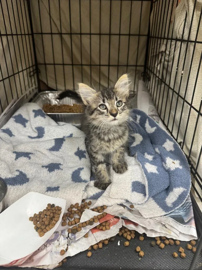 A baby medium-sized female Domestic Short Hair cat named Venom for adoption in Sorrento, LA