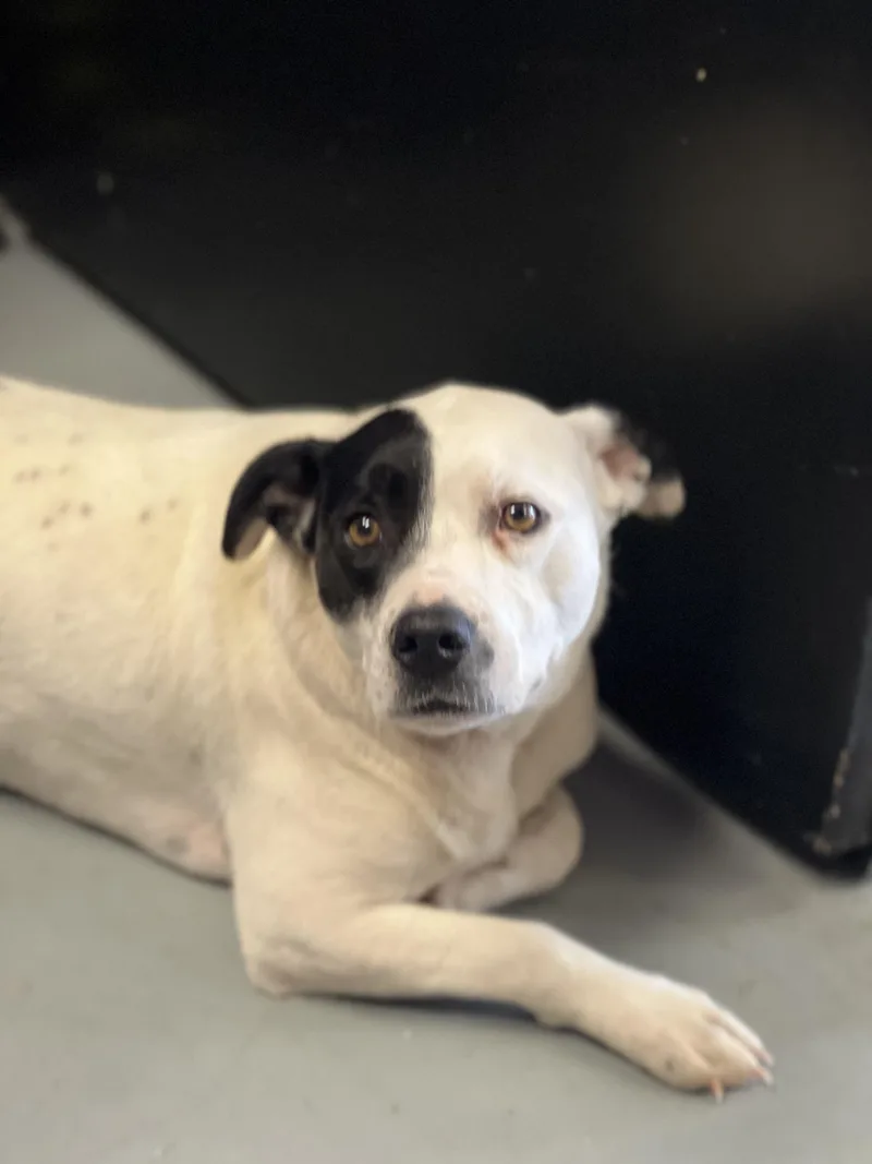 An adult medium-sized male Black Mixed Breed dog named Loki for adoption in Canyon, TX