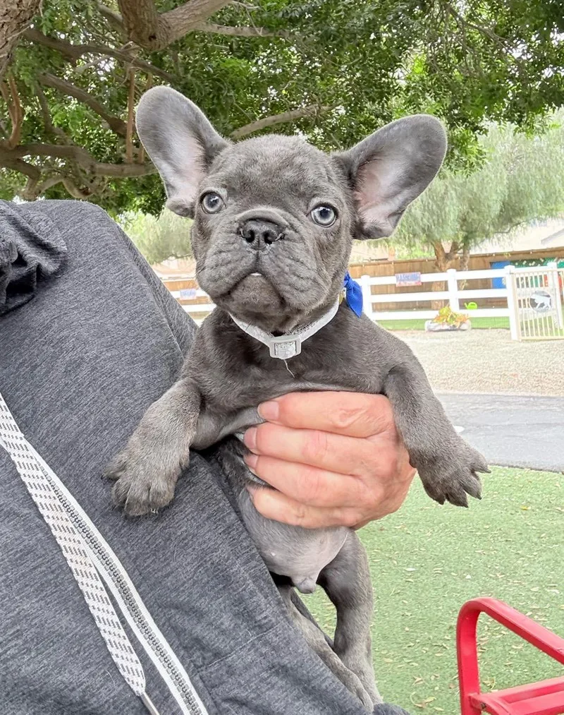 A young small-sized male Gray / Blue / Silver French Bulldog dog named Brady for adoption in Temecula, CA