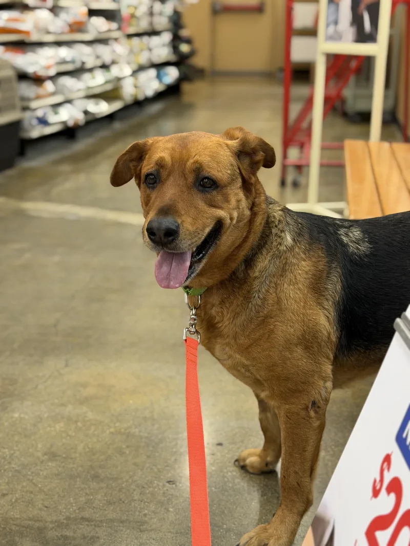An adult large-sized female Apricot / Beige Shepherd dog named Molly for adoption in Frazier Park, CA