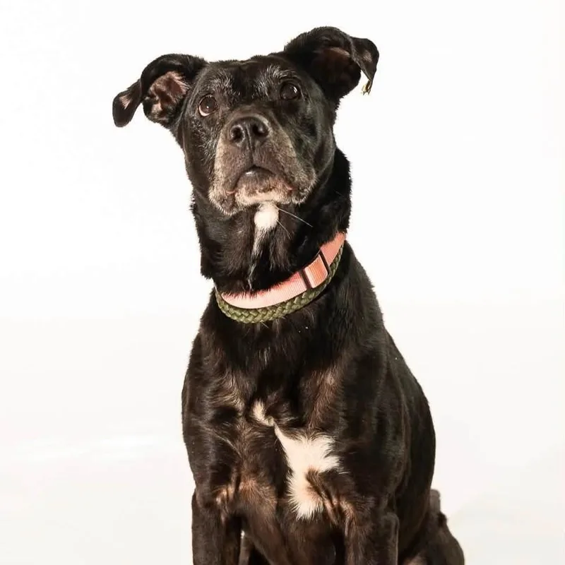A senior medium-sized female Labrador Retriever dog named Jenny for adoption in Phoenixville, PA
