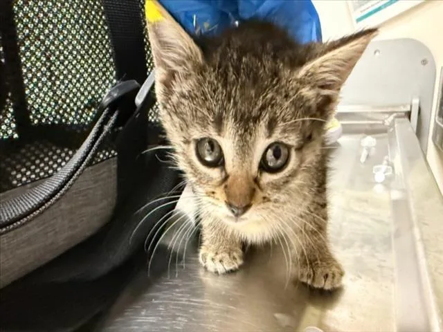 A baby small-sized female Domestic Short Hair cat named Stephanie for adoption in Chapel Hill, NC