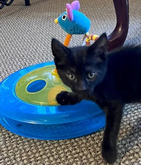 A baby small-sized female Domestic Short Hair cat named Cha Cha for adoption in Santa Cruz, CA