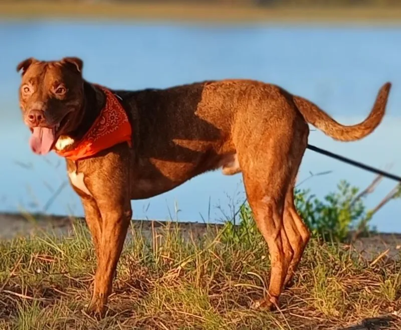 A young medium-sized male Catahoula Leopard Dog dog named Andy  super sweet for adoption in Houston, TX