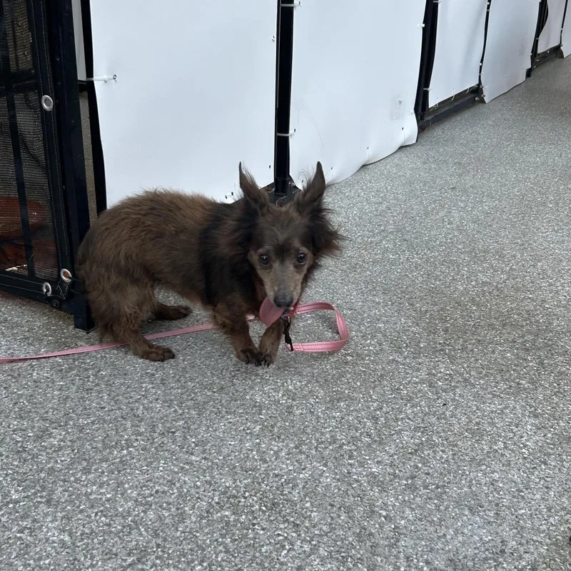 A senior small-sized female Brown / Chocolate Dachshund dog named Zilla for adoption in Jupiter, FL
